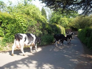 Animals on Road